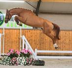 Uw paard verkopen?, Dieren en Toebehoren, Paarden, Meerdere dieren, Met stamboom