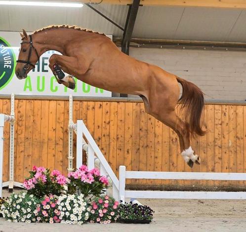 Uw paard verkopen?, Dieren en Toebehoren, Paarden, Meerdere dieren, Met stamboom
