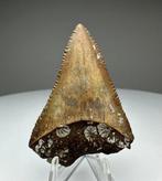 Witte haai - Fossiele tand - 5 cm - 3.5 cm (Zonder, Verzamelen, Mineralen en Fossielen