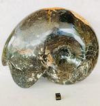 Ammoniet - Fossiel skelet - Ammonoidea Cleoniceras sp - 23, Verzamelen, Mineralen en Fossielen