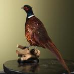 Fazant Taxidermie Opgezette Dieren By Max, Verzamelen, Dierenverzamelingen, Ophalen of Verzenden, Nieuw, Vogel, Opgezet dier