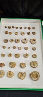 Museum Authentic Ammonite fossils from the Lower Jurassic, Nieuw