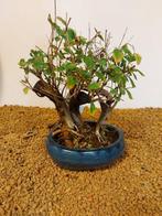 Japanese iep bonsai (Zelkova) - Hoogte (boom): 21 cm -, Antiek en Kunst