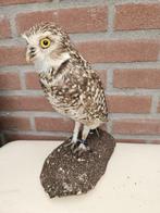 Konijnen uil / Holen uil Taxidermie volledige montage -, Nieuw