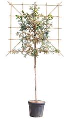 Olijfwilg leiboom 120 cm Elaeagnus ebbingei 240 cm, Tuin en Terras, Planten | Fruitbomen, Verzenden