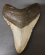 Megalodon - Fossiele tand - USA MEGALODON TOOTH - 10 cm -, Verzamelen