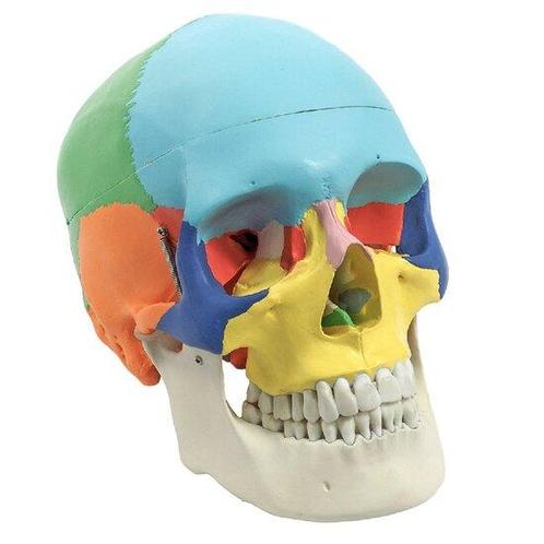 Anatomie model schedel (gekleurd, 3-delig), Sport en Fitness, Overige Sport en Fitness, Verzenden