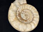 Ammoniet - Gefossiliseerde schelp - 39 cm, Verzamelen