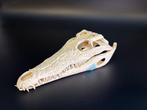 Nijlkrokodil Schedel - Crocodylus niloticus - 7 cm - 10.5 cm, Verzamelen, Nieuw