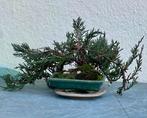Jeneverbes bonsai (Juniperus) - Hoogte (boom): 10 cm -