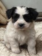 Leuke Gezelschapshondjes., Dieren en Toebehoren, Nederland, Parvo, Overige rassen, 8 tot 15 weken