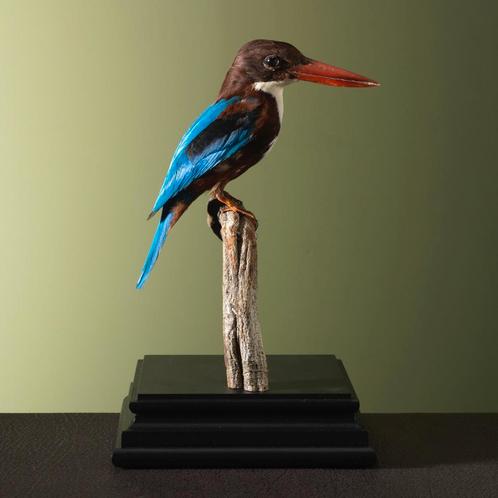 Smyrna-IJsvogel Taxidermie Opgezette Dieren By Max, Verzamelen, Dierenverzamelingen, Opgezet dier, Nieuw, Vogel, Ophalen of Verzenden
