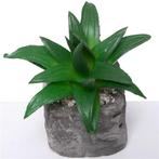 Actie SUCCULENT in steeneffectpotje 8 cm Succulent, Ophalen of Verzenden, Nieuw