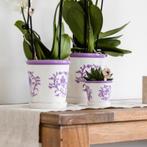 Kolibri Orchids | Paarse orchidee Vienna + Malaga sierpot Li, Verzenden