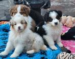 Red Merle Australian Shepherd pups met FCI Stamboom, Parvo, 8 tot 15 weken, Teef, Eén hond