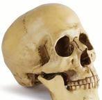 Replica van menselijke schedel van medische kwaliteit, met