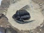 Trilobiet - Gefossiliseerd dier - Cornuproetus sp. - 7.5 cm
