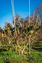 Zevenzonenboom, Heptacodium miconioides, Ophalen, Herfst, Halfschaduw, Overige soorten