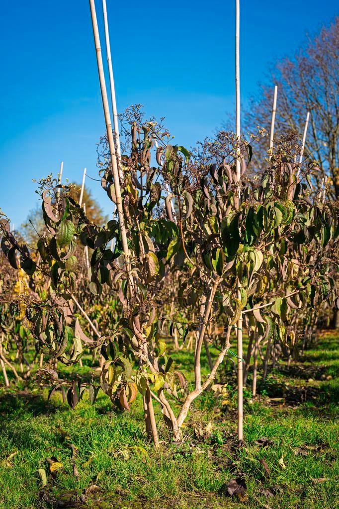 Zevenzonenboom, Heptacodium miconioides, Tuin en Terras, Planten | Bomen, Overige soorten, Halfschaduw, 100 tot 250 cm, Herfst