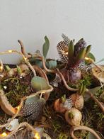 Haas bunny moskrans salim op schaal stel zelf je pakket, Ophalen of Verzenden, Nieuw