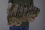 Wolharige mammoet - Fossiele tand - Mammuthus primigenius, Verzamelen, Mineralen en Fossielen