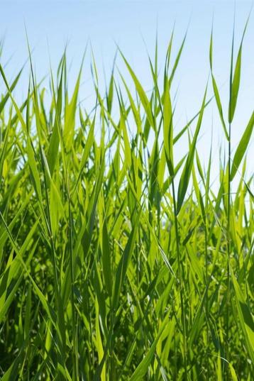 Riet Phragmites australis 5-10 Pot P9 beschikbaar voor biedingen