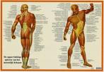 Anatomie poster spieren (Nederlands, gelamineerd, A2), Nieuw, Verzenden