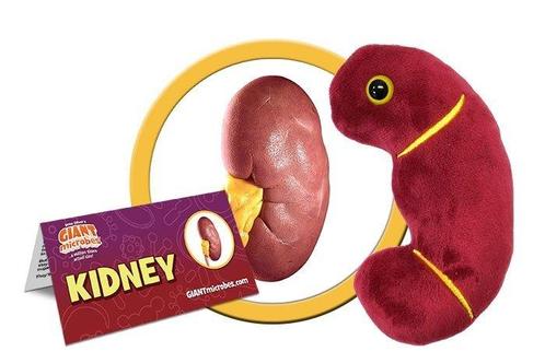 Giant Microbes Orgaan - Wetenschap biologie nier, Verzamelen, Speelgoed, Verzenden