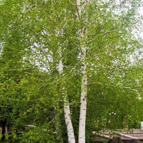 Witte berk - Betula utilis Doorenbos - Omtrek: 6-10 cm | H, Tuin en Terras, Planten | Bomen, Ophalen of Verzenden