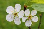 Bijen- en vlinderpakket:  110 sierheesters  in soorten, Ophalen of Verzenden, Overige soorten, Haag, 100 tot 250 cm