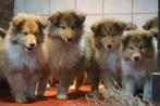 Schotse Collie Pups (Lassie) - Onwijs Mooi en Lief / VIDEO., Dieren en Toebehoren, Honden | Herdershonden en Veedrijvers, Nederland