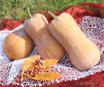 Tosca F1 Butternut Butternut, Ophalen of Verzenden, Nieuw