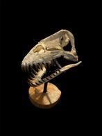 Plesiosaurus - Fossiele schedel - Zarafasaura Oceanis - 40