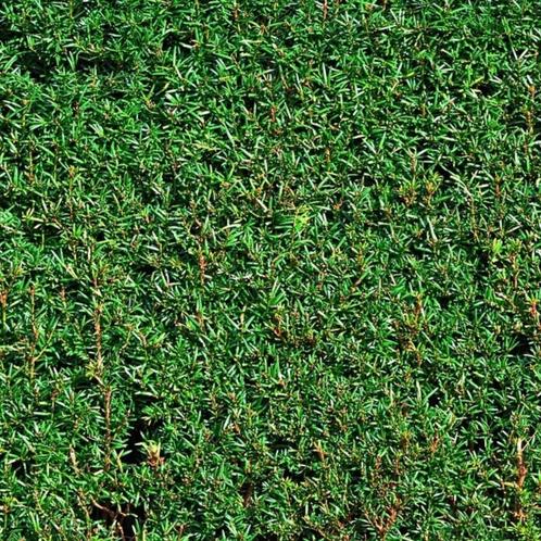 Gewone taxus - Taxus baccata - 40-60 cm, Tuin en Terras, Planten | Bomen, Ophalen of Verzenden