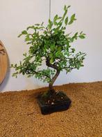 Japanese iep bonsai (Zelkova) - Hoogte (boom): 40 cm -