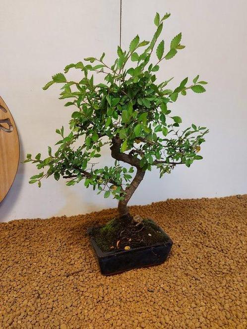 Japanese iep bonsai (Zelkova) - Hoogte (boom): 40 cm -, Antiek en Kunst, Curiosa en Brocante
