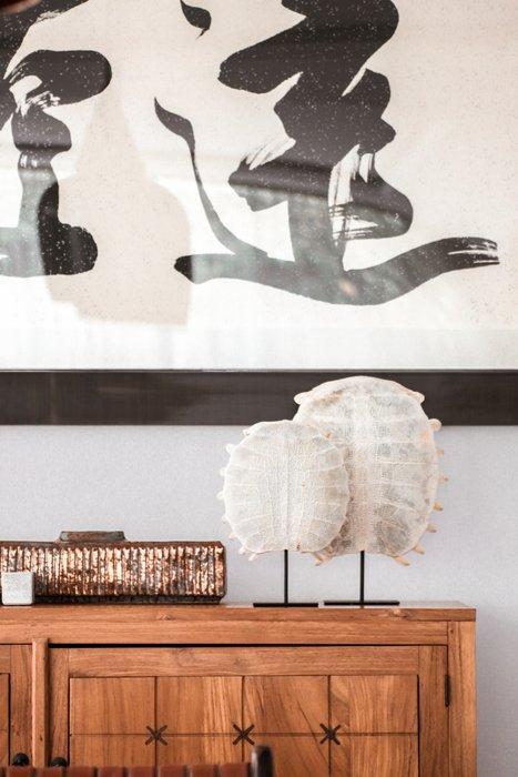 Geen minimumbedrag - Chinese softshellschildpadcarapax op, Antiek en Kunst, Kunst | Designobjecten
