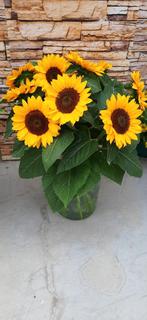 Helianthus annuus vincents choice summer dmr  100.000 zaden, Ophalen of Verzenden, Nieuw
