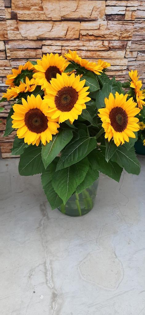 Helianthus annuus vincents choice summer dmr  100.000 zaden, Hobby en Vrije tijd, Knutselen, Nieuw, Ophalen of Verzenden