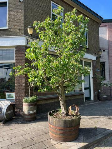 Plantenbakken, Houten Kuipen, Specialist. 5 mei OPEN beschikbaar voor biedingen