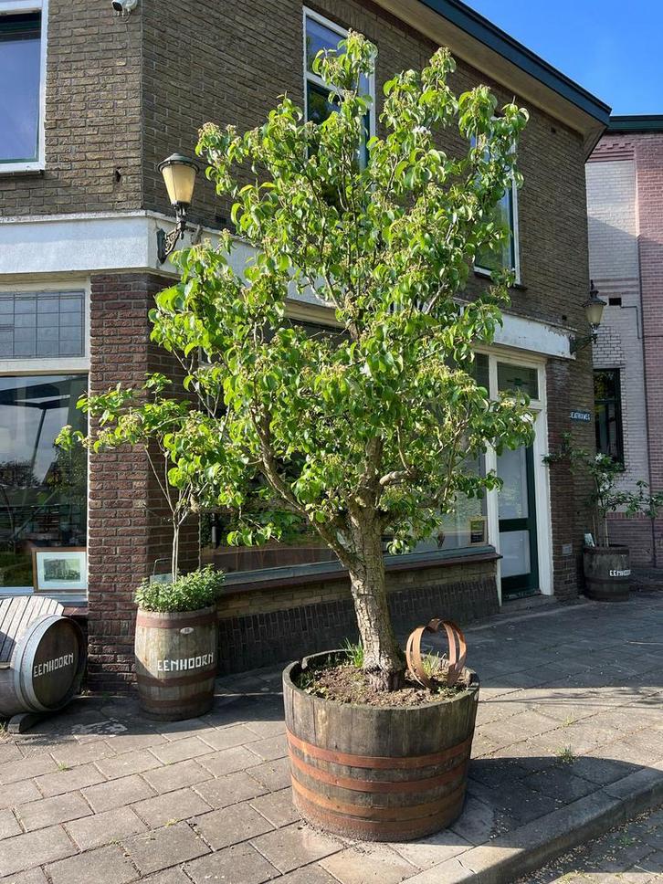 Ruime keuze Plantenbakken, Houten Kuipen, Experience Center., Tuin en Terras, Bloembakken en Plantenbakken, Tuin, Nieuw, Hout