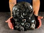 Suggestief blok Albiano Nero - Gefossiliseerd dier - 28 cm -