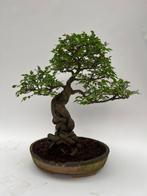 Japanese iep bonsai (Zelkova) - Hoogte (boom): 43 cm -