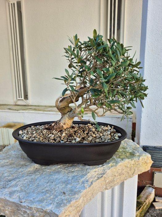 Bonsai van Olea europaea - Hoogte (boom): 35 cm - Diepte, Antiek en Kunst, Curiosa en Brocante
