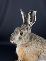 European Hare Taxidermie volledige montage - Lepus europaeus, Nieuw