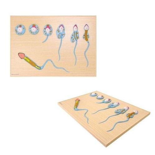 Anatomie model sperma ontwikkeling, Sport en Fitness, Overige Sport en Fitness, Verzenden