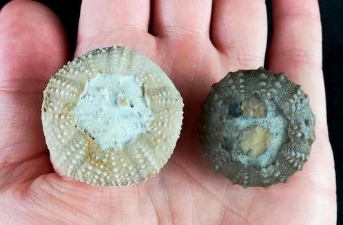 Indrukwekkende zeester!!! - Uitzonderlijke grootte!!! -, Verzamelen, Mineralen en Fossielen