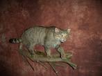 Zeldzaam om te zien - Europäische Wildkatze Taxidermie, Nieuw