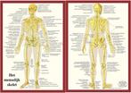 Anatomie poster skelet (Nederlands, gelamineerd, A4), Verzenden, Nieuw