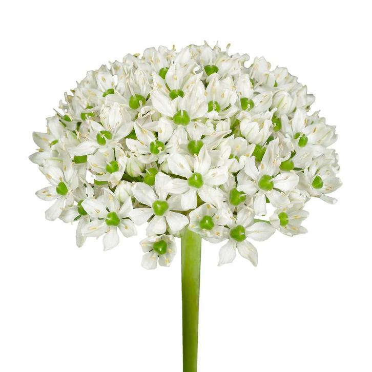 Bloembollen - 80 x Allium Nigrum - wit, Tuin en Terras, Bloembollen en Zaden, Bloembol, Voorjaar, Volle zon, Verzenden